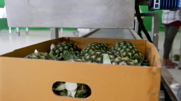 Pineapple Packing Box Shot Gh5 8Lens — Stock Video