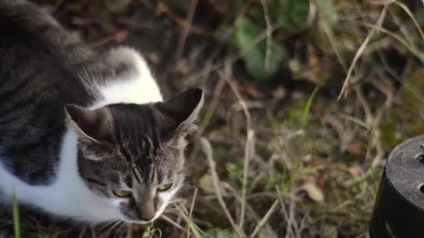 แมวท ในสวน มองไปรอบๆ — วีดีโอสต็อก