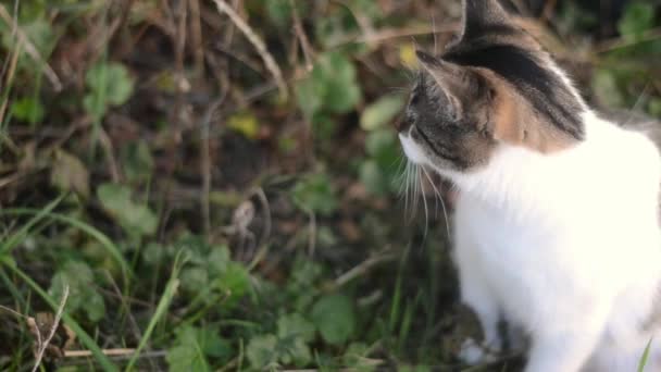 Curious Tabby Cat Garden Looking — Stockvideo