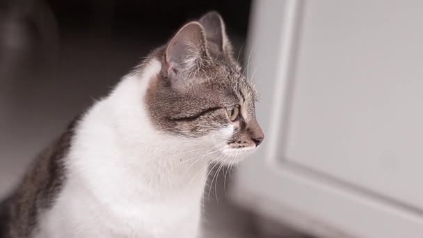 Tabby Cat Doorway Looking Out — Stockvideo