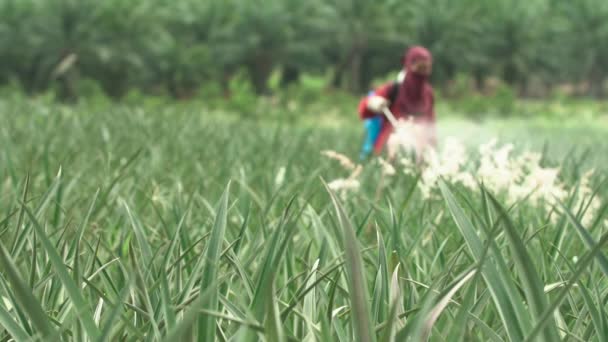 Fertilizer Spraying Pineapple Farm Thailand — Wideo stockowe