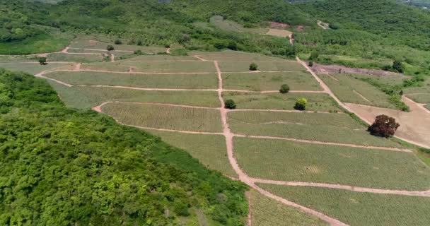 Ananas Plantages Ananas Farm Een Mountainview Thailand Schot Dji Pt4 — Stockvideo