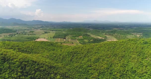 Pineapple Plantations Pineapple Farm Mountainview Thailand Shot Dji Pt4 — Stok video