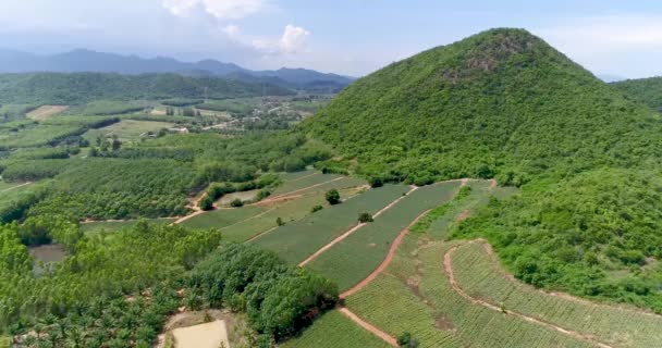 Pineapple Plantations Pineapple Farm Mountainview Thailand Shot Dji Pt4 — Stockvideo