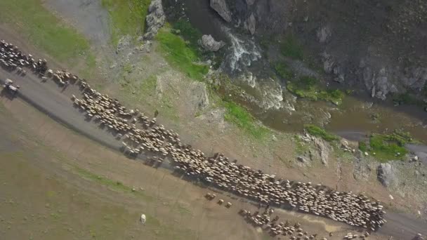 Early Morning Village Shepherd Takes Flock Mountain — Stock Video