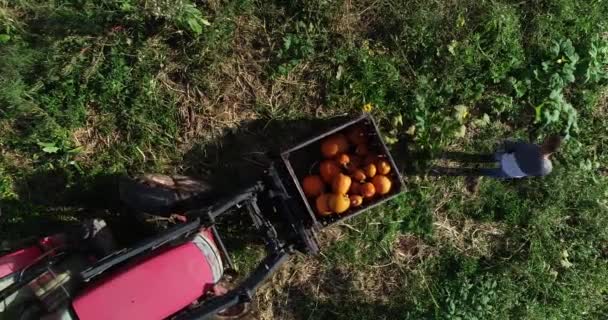 Aerial View Looking Straight Farmer Putting Pumpkins Bin Front Tractor — ストック動画