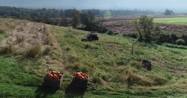 Aerial Orbit Pumpkins Bin Large Field Tractor Farmers Loading Pumpkins — 图库视频影像