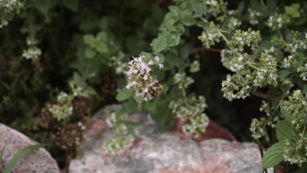 Abelhas Polinização Uma Flor — Vídeo de Stock