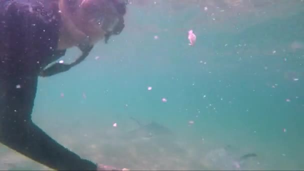 Women Snorkelling Feeding Multiple Fish Shallow Clear Water — стоковое видео