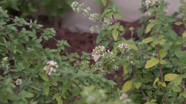 Borboleta Uma Flor — Vídeo de Stock