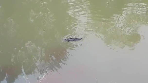 Cute Elusive Australian Platypus Swimming Surface Water Diving Underwater — Vídeo de Stock