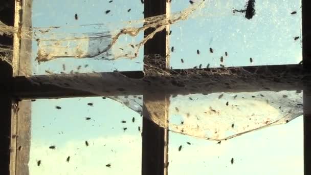 Flies Crawling Hitting Window Attic Zoom Out — Vídeo de Stock