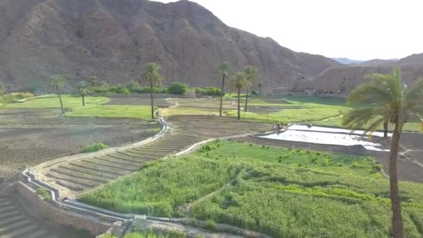 Rice Fields Mountains Palm Trees Beautiful Quiet Area Region Desert — Stockvideo