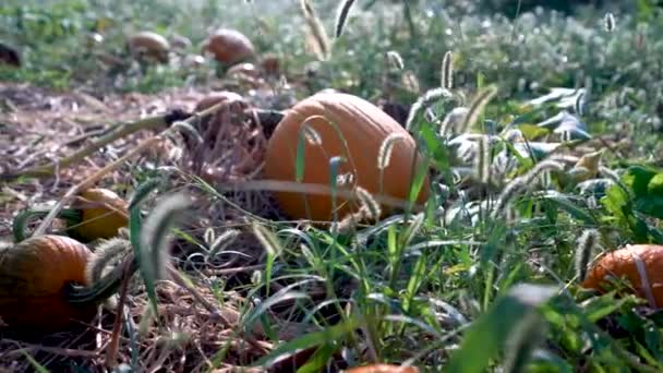 Dolly Motion Left Various Size Pumpkins Path Withered Vines Sunrise — Stockvideo