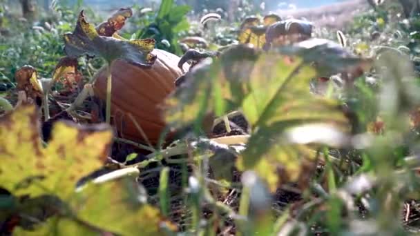 Slow Dolly Motion Left Large Ripe Pumpkins Field Sunrise — Video