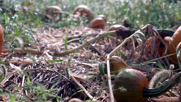 Closeup Dolly Motion Right Medium Sized Sweating Pumpkin Withering Vine — Stockvideo