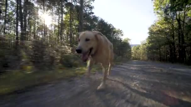 Yellow Lab Walking Very Fast Country Road Sun Glinting Trees — ストック動画