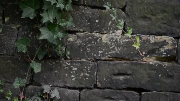 Ivy Growing Stone Wall England — Αρχείο Βίντεο