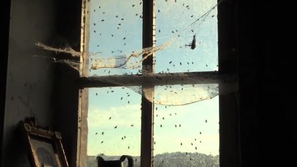 Flies Crawling Hitting Window Attic Wanting Get Out Zoom — Stock videók