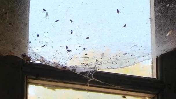 Ένα Σμήνος Από Μύγες Σέρνονται Και Χτυπούν Ένα Παράθυρο Στη — Αρχείο Βίντεο