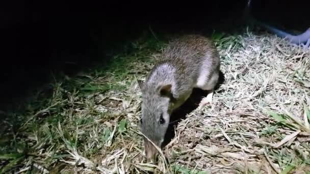 Cute Australian Bandicoot Sniffs Grass Night Time Looking Camera — 图库视频影像