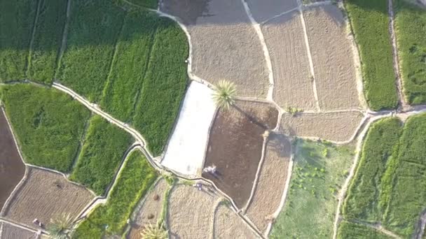 Rice Fields Mountains Palm Trees Beautiful Quiet Area Region Desert — Video