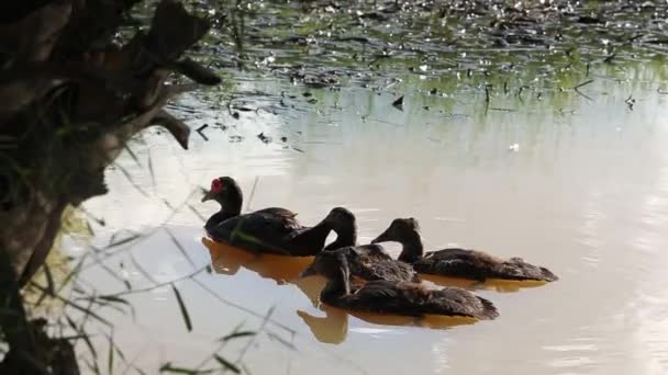 Duck Pond Surin Province Thailand — Stok video