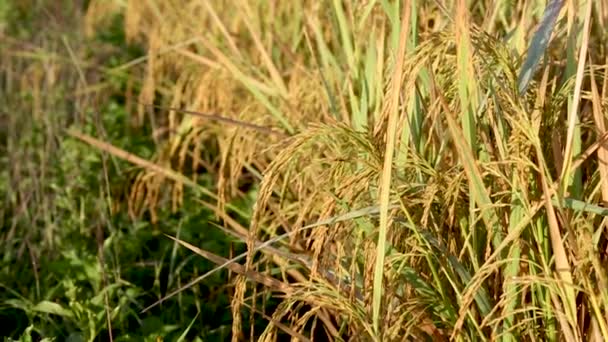 Rice Plants Loei Province Thailand — Stockvideo