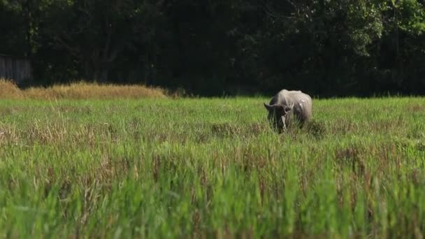 Wild Buffalo Thailand Footage — Stock Video