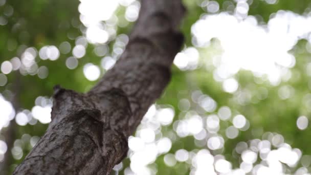 Mangrove Swamps Mangrove Forest Estuary Prasae Rayong District Thailand — Wideo stockowe