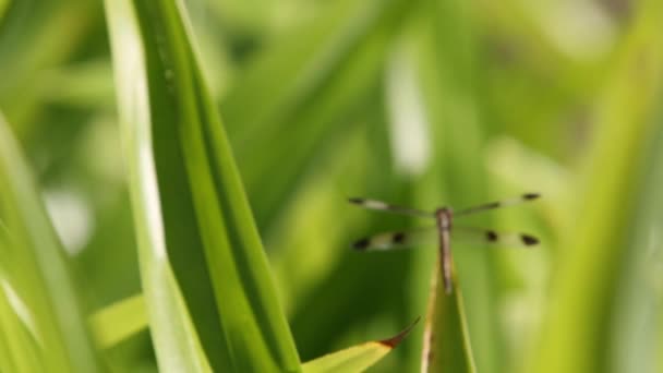Rice Dragonfly Early Morning Surin Province Thailand — Vídeo de Stock