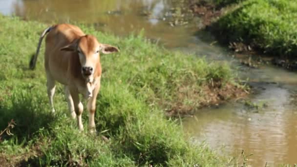 Cows Bull Thailand — Stock video