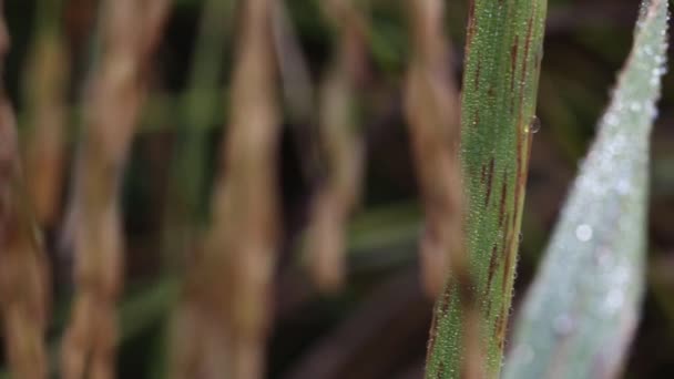 Thai Rice Plants Surin Province Thailand — Wideo stockowe