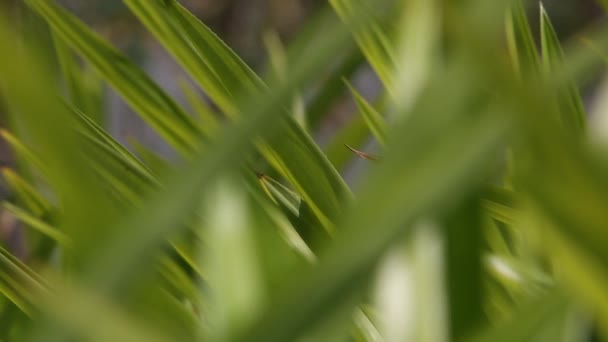 Rice Dragonfly Early Morning Surin Province Thailand — Stock Video