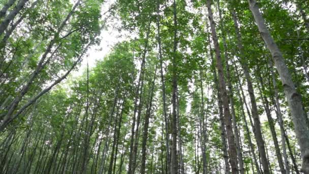 Βάλτους Mangrove Δάσος Mangrove Στο Estuary Prasae Περιφέρεια Rayong Ταϊλάνδη — Αρχείο Βίντεο