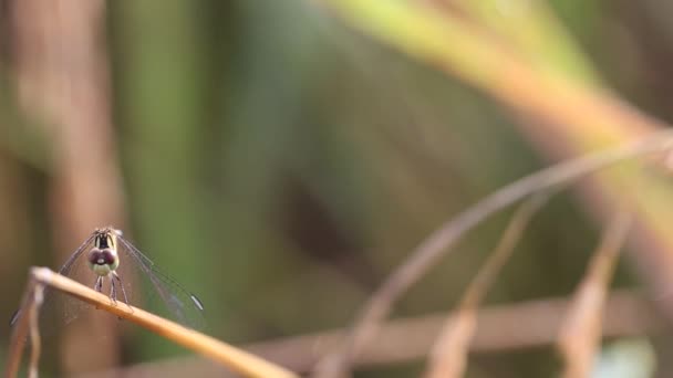 Rice Dragonfly Early Morning Surin Province Thailand — Video Stock