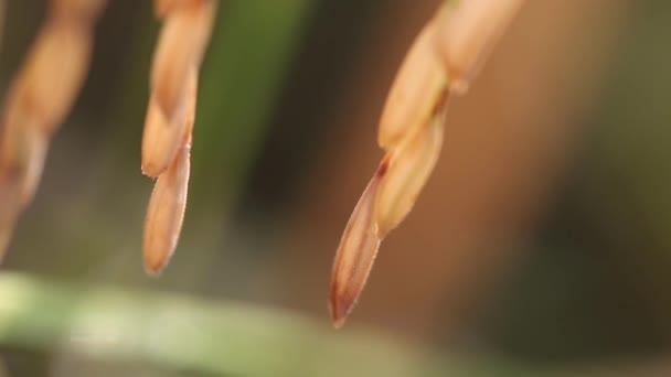 Thai Rice Plants Surin Province Thailand — Vídeo de Stock