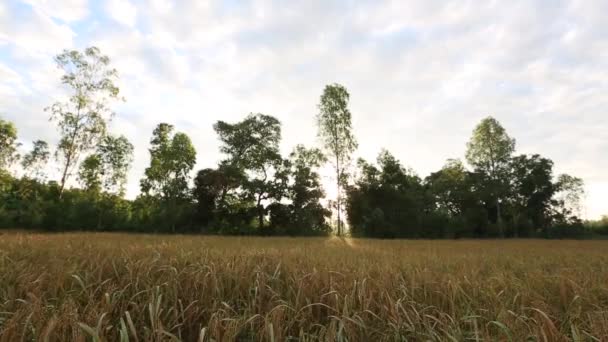 Thai Rice Plants Surin Province Thailand — Video