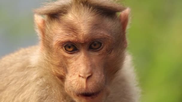 Close Shot Yellow Fur Monkey Eating Fruit — Stock Video