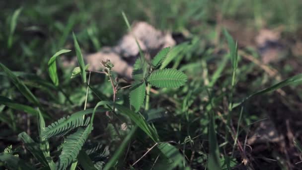 Slow Motion Shot Shame Plant Reaction — Stockvideo