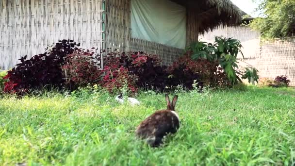 Slow Motion Shot Rabbit Eating Grass — Vídeo de stock