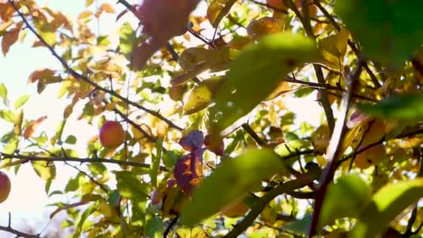 Sunlight Coming Lens Apple Tree — Stockvideo