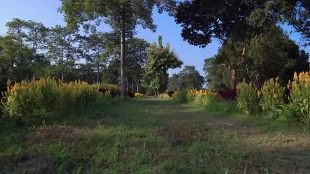 Dolly Shot Village Park Road Bounded Yellow Flowers — Stock video