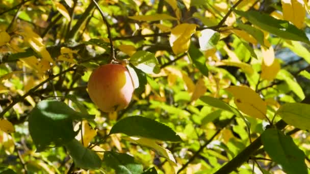 Female Hand Reaching Apple Tree — Stockvideo