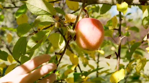 Female Hand Grabbing Apple Tree — Stockvideo