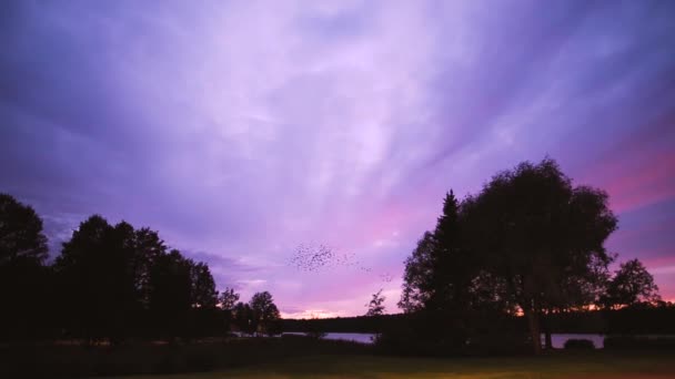 Flock Birds Flying Sky Sunset Water — Stock video
