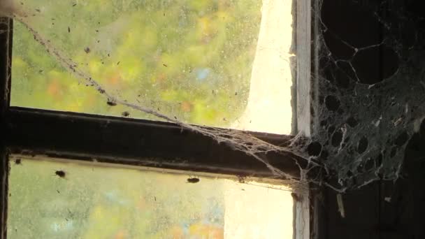 Flies Crawling Hitting Window Attic Looking Way Out While Falling — Stock videók