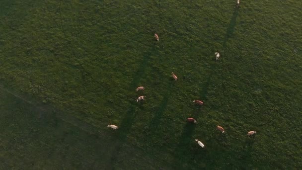 Cows Eating Middle Green Field Bavarian Alps Region — Vídeos de Stock