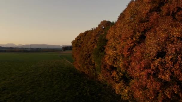 Clipe Aéreo Uma Grande Árvore Durante Outono Área Plana Baviera — Vídeo de Stock