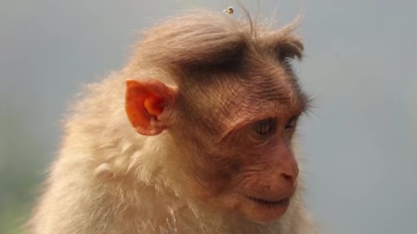 Close Shot Yellow Fur Monkey Chewing Food — Stok video